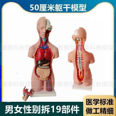 人体躯干模型厘米高男女性别背部解剖内脏N拆卸件拼装医学标