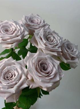 曼塔玫瑰花大盆栽复古灰色调肯尼亚切花月季阳台庭院四季花卉绿植