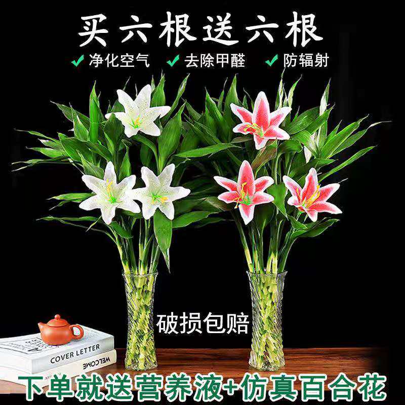 富贵竹水培植物转运竹盆栽室内客厅招财绿植花卉好养百合竹子