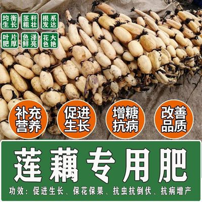 莲藕专用肥荷花复合肥料地下猛长地下根茎膨大素营养素基追肥