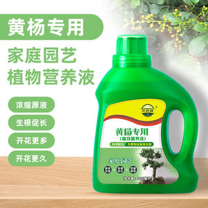黄杨专用营养液治黄叶促生根家庭绿植园艺液体肥预防黄叶掉叶落叶