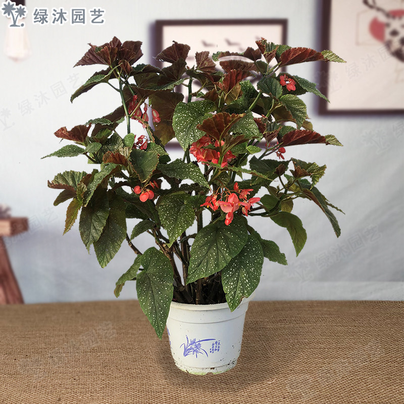 竹节海棠花卉盆栽大叶斑点易活四季阳台观叶秋海棠木本绿植物好养