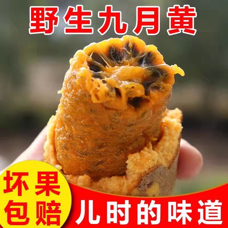 九月黄野生水果香甜软糯5斤包邮