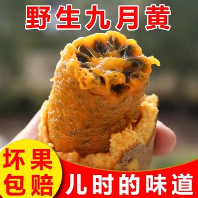 九月黄野生水果香甜软糯5斤包邮