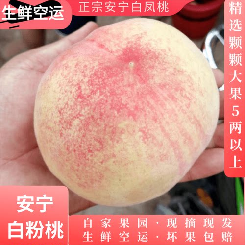 正宗兰州现摘安宁白凤桃水蜜桃鲜
