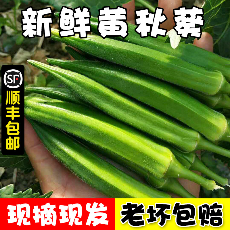 顺丰[精选5斤秋葵]新鲜应季蔬菜水果黄秋葵鲜嫩秋葵现摘现发okra在类目 水产肉类/新鲜蔬果/熟食, 新鲜蔬菜/蔬菜制品, 秋葵中 - 来自Buy2taobao.com提供专业的淘宝代购服务
