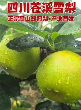 四川苍溪高山翠冠梨脆甜多汁箱装