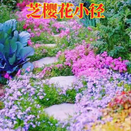 低矮芝樱花种子四季播种开花福禄考花籽阳台盆栽室庭院草坪花种孑