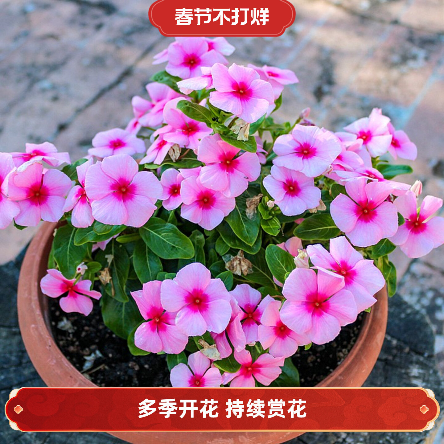 多季阳台盆栽园林绿化长春花种子
