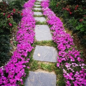 低矮花卉芝樱花耐寒多年生福禄考