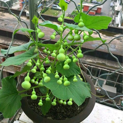 手捻小葫芦种盆栽葫芦籽迷你文玩小亚葫芦庭院四季观赏阳台爬藤