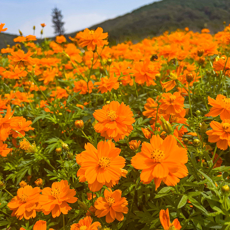 硫华菊花籽庭院黄波斯种子