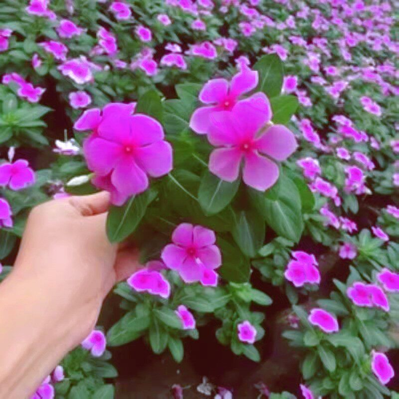 低矮花卉植物长春花种子多年生