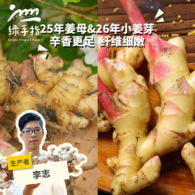 有机小黄姜仔姜 绿手指份额农园