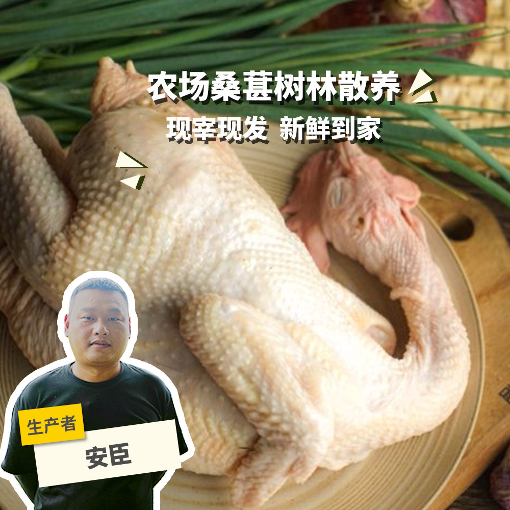 生态冷鲜小麻鸡肉鸡（母鸡）皮爽肉滑 绿手指份额农园 - 实物图