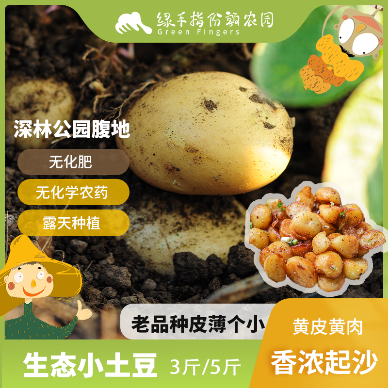 生态老品种小土豆3/5/斤露天种植味香起沙 绿手指份额农园