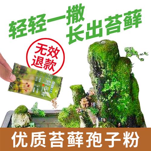 上水石假山吸水石盆景盆栽水陆缸造景鲜活青苔种子孢子粉苔藓种籽