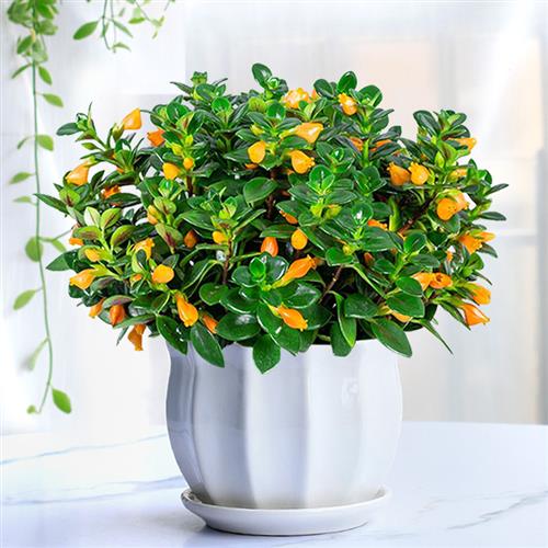 金鱼吊兰盆栽带花苞办公室装饰摆件好养易活绿植四季开花家养花卉