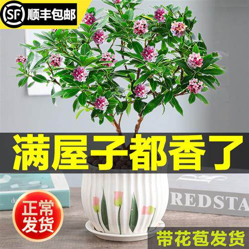 鲜花盆栽适合室内瑞香金边带花苞很香的盆栽花花期超长的花卉四季