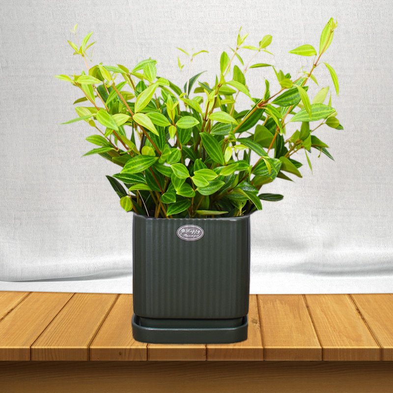 钻石翡翠吊兰花卉盆栽办公室内桌面好养绿植吸甲醛净化空气植物