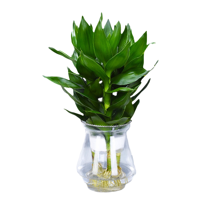 观音竹太阳神莲花竹办公花卉植物
