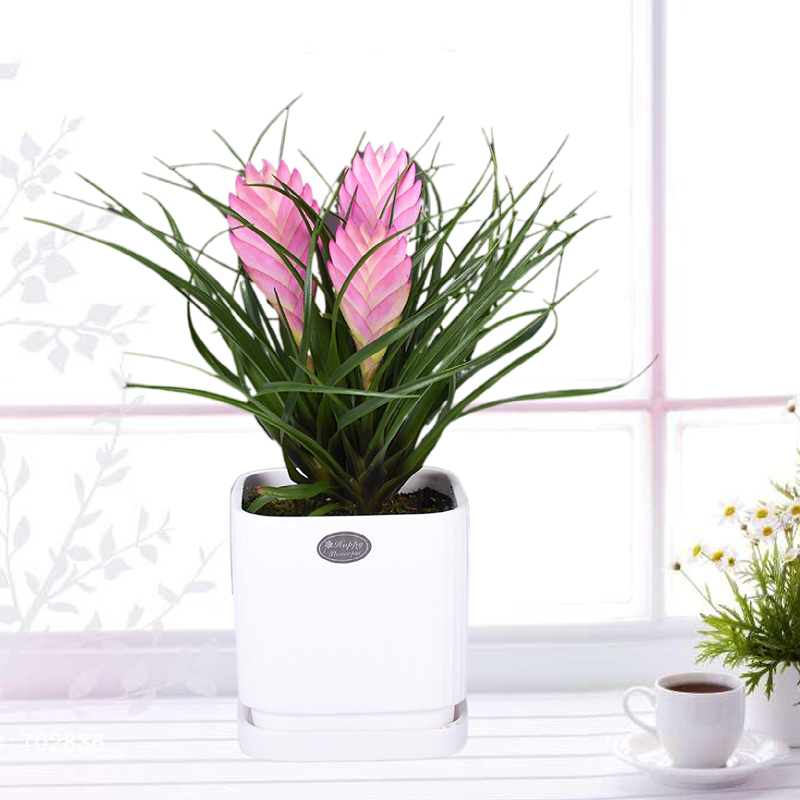 铁兰书房客厅四季开花好养易活