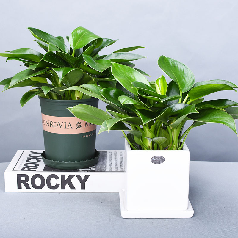 金钻绿公主蔓绿绒盆栽室内办公室客厅盆景绿植花卉吸甲醛净化空气