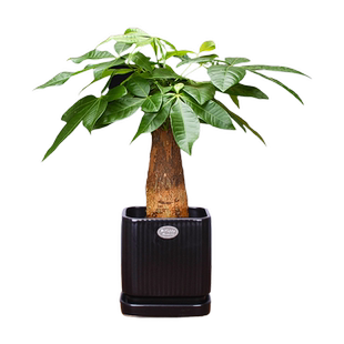发财树单株盆栽办公室内绿植吸甲醛桌面植物招财树盆景客厅花卉
