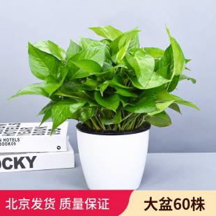 绿萝盆栽植物花卉水培盆景观花绿植室内办公室吸甲醛净化空气 包邮