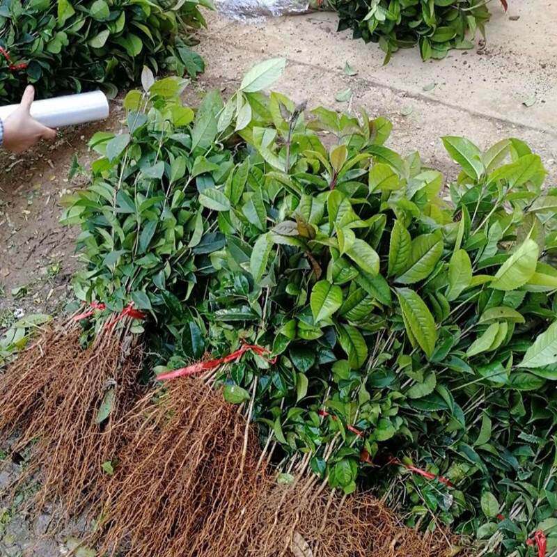 正宗桂花树苗丹桂金桂八月四季桂花银桂清香庭院花卉基地地栽绿化