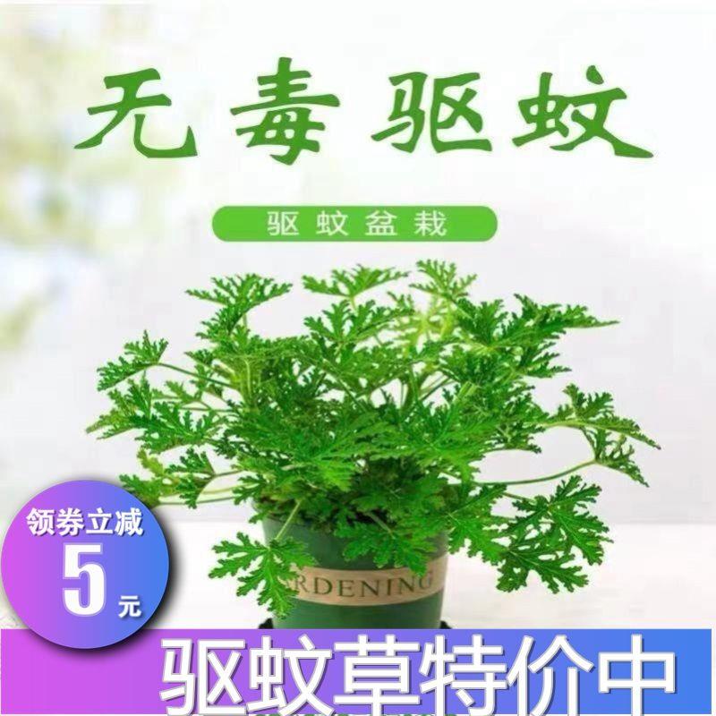 。驱蚊草大小苗盆栽室内防蚊虫避蚊驱蚊清香胡椒木香叶天竺葵绿植图片