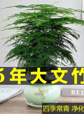 文竹盆栽盆景室内客厅四