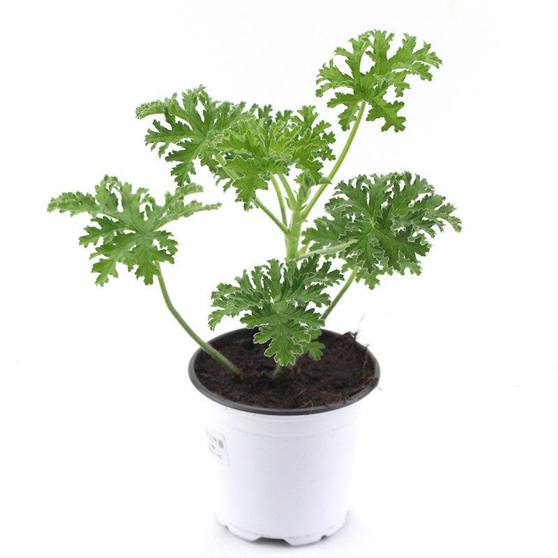 。香叶天竺葵苗驱蚊草防蚊四季盆栽植物室内室内室外小苗新品种花图片