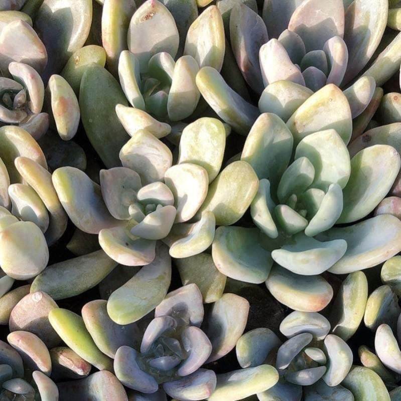 冬美多肉老桩吸收甲醛肉的室内物精品多植物群生植oon多头阳人台