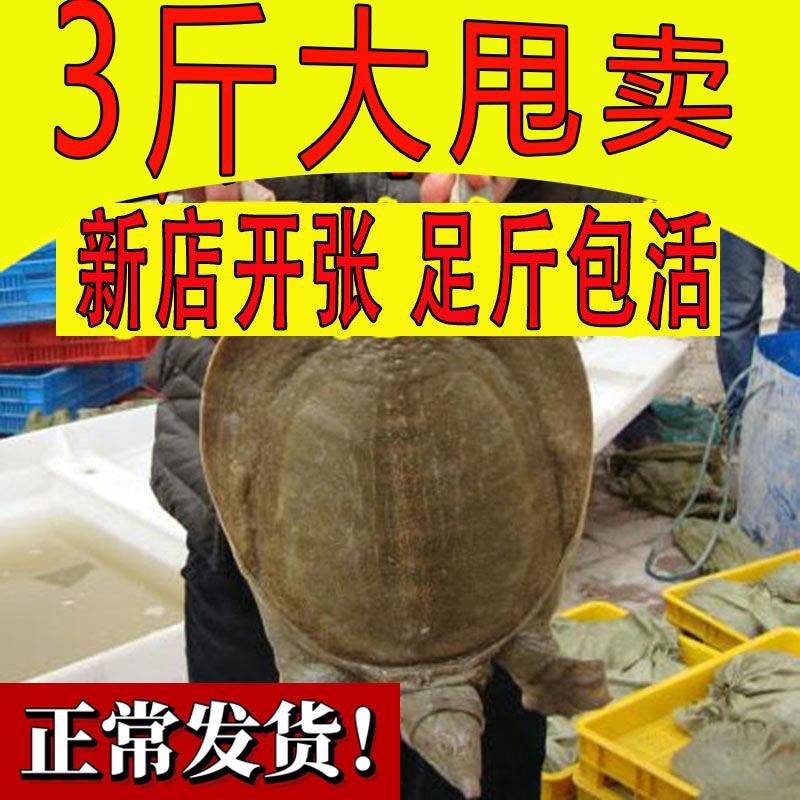 2斤青黄背外塘大甲鱼活体鲜活食用新鲜小甲鱼王八水鱼中华老鳖苗 水产肉类/新鲜蔬果/熟食 甲鱼 原图主图