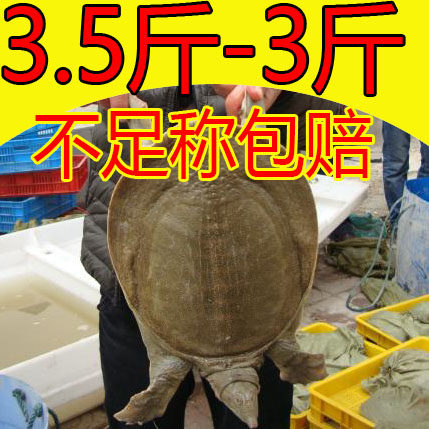 大甲鱼活体生态中华老鳖水王
