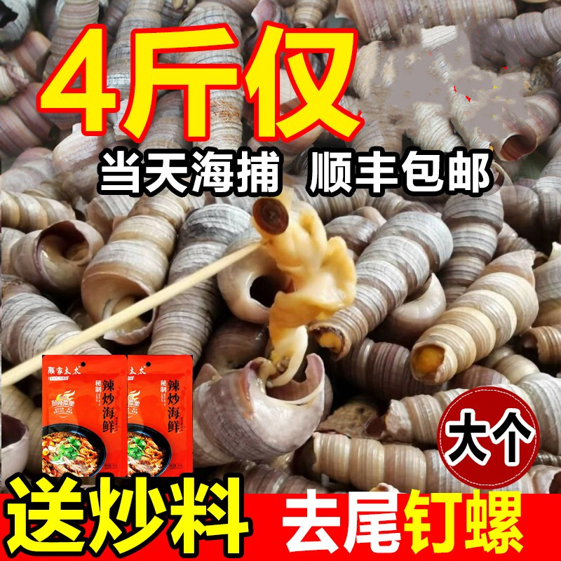 鲜活钉螺去尾免处理新鲜海螺丝