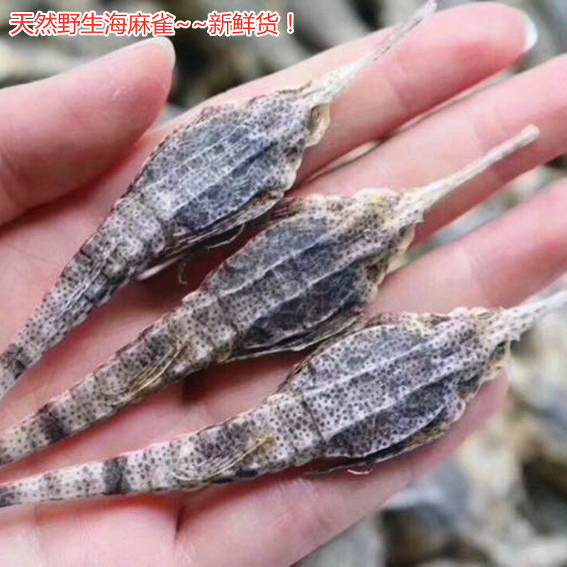 养生泡酒料海麻雀长身海燕子