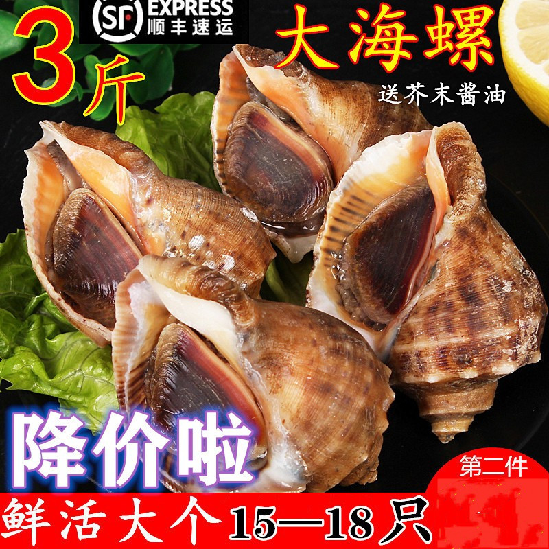 海螺超大新鲜海鲜水产特大生鲜贝类顺丰包邮3斤装包活带黄