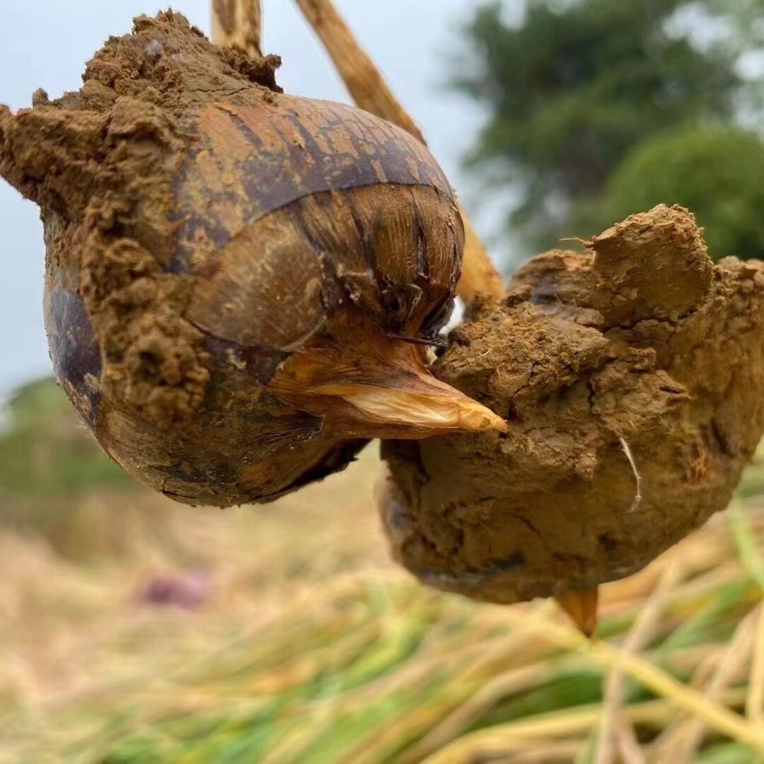 广西荔浦新鲜马蹄荸荠水果蔬菜鲜甜多汁马蹄农家现挖厂家直销