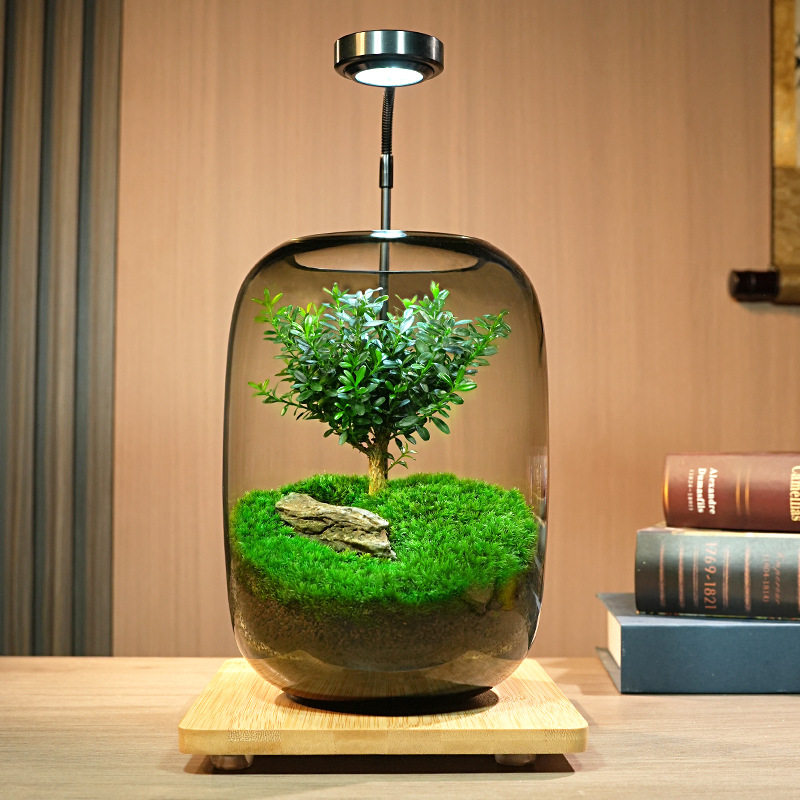 生命之树黄杨创意苔藓微景观摆件生态瓶办公室桌面生态缸绿植造景