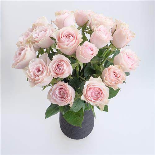 粉钻玫瑰花鲜花云南直发直批基地昆明斗南助农花卉真花水养 家用