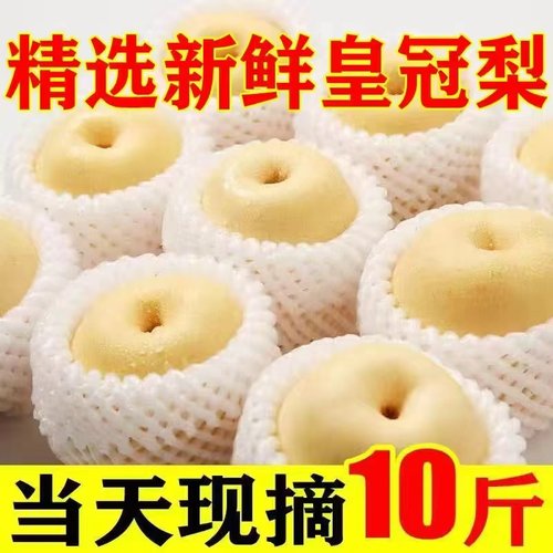 河北新鲜当季整箱雪梨
