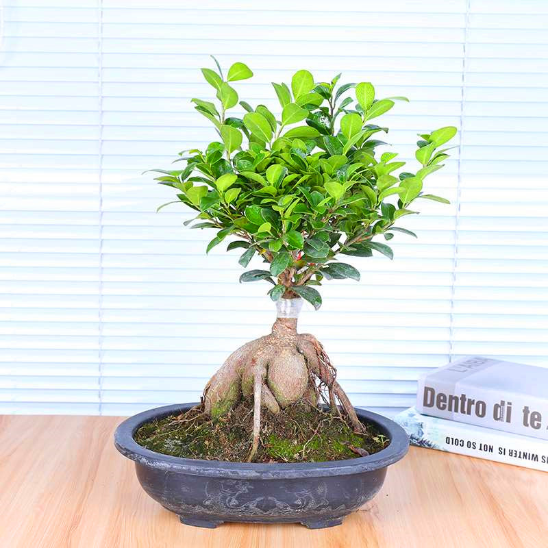 人参榕盆景桌面绿色养眼盆栽四季常青耐寒观茎植物室内禅意小叶榕