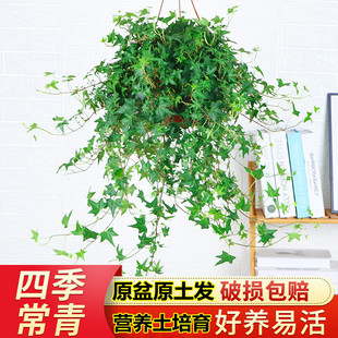 常春藤盆栽好养活常青藤室内植物办公室垂吊兰绿植绿萝新房装修