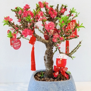 盆栽重瓣桃花苗寿星桃苗老桩室内阳台盆景地栽观赏桃花耐寒好养