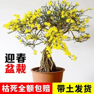 迎春花苗盆景老桩长报春花探春客厅庭院桌面观赏木本花卉耐寒盆栽