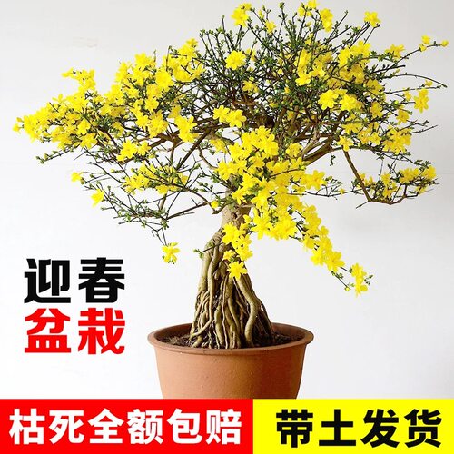 老桩木本花卉客厅盆景冬天