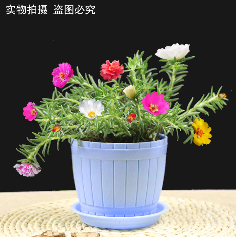 重瓣太阳花苗 室内外盆栽阳台花卉植物太阳花苗带根好养活