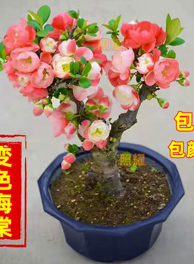 变色海棠花盆栽室内阳台耐寒植物庭院彩玉海棠花树苗好养